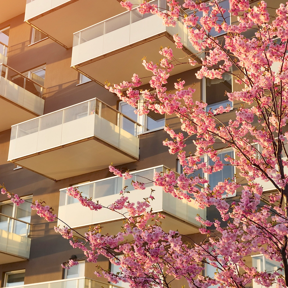 Balconies with Japanese cherry trees in the sunshine